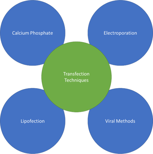 Introduction to Cell Transfection | Sigma-Aldrich