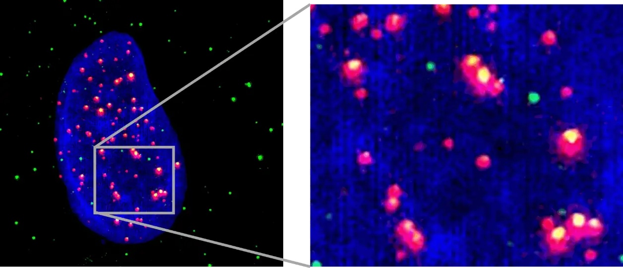 immunocytochemistry, telomere, G-quadruplex, co-localisation