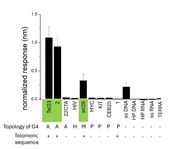 telomeric, G-quadruplex, G4, specificity, affinity