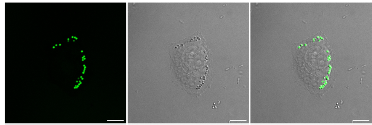 LipiTrace, lipid droplet, fluorescence, mammall cell, lung cells