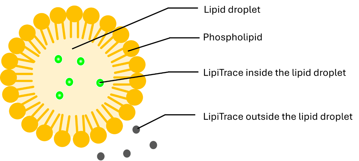 LipiTrace, fluorescence, lipid droplet, staining