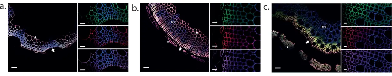 MonoliF different plant type labeling