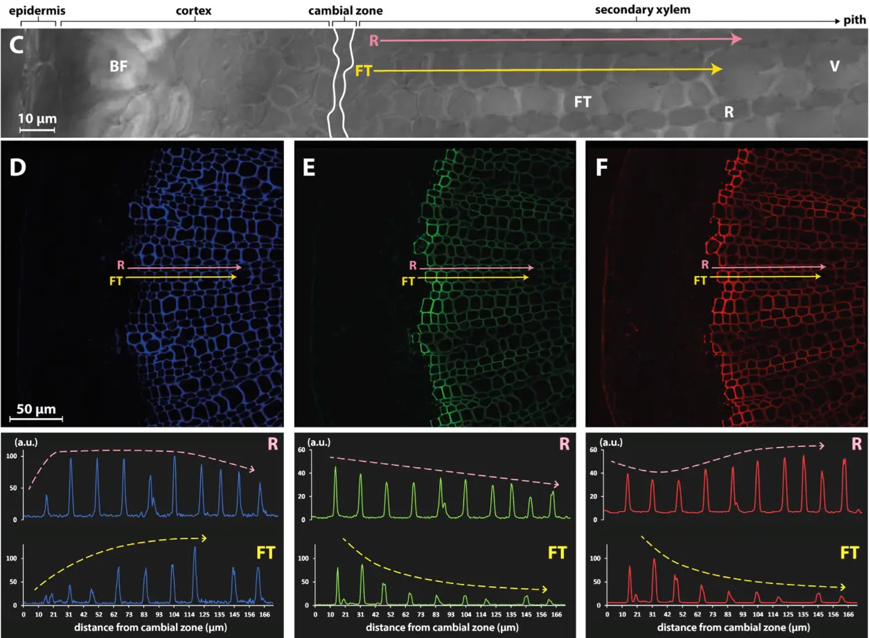 monolignol incorporation observation with MonoliF