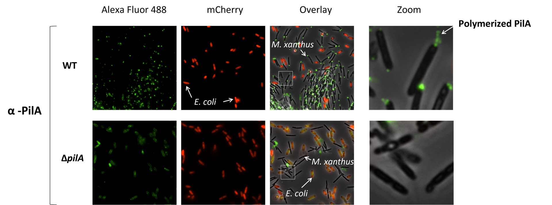 immunolabeling bacteria chitozen PilA fluorescent