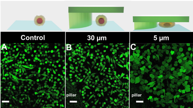 AgarSqueezer cell confinement