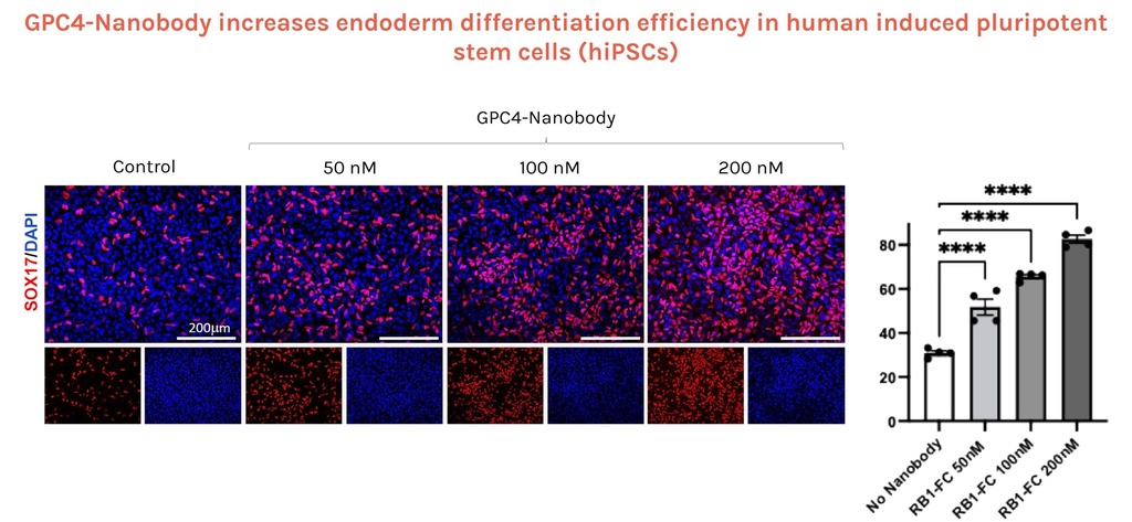 GPC4-Nanobody