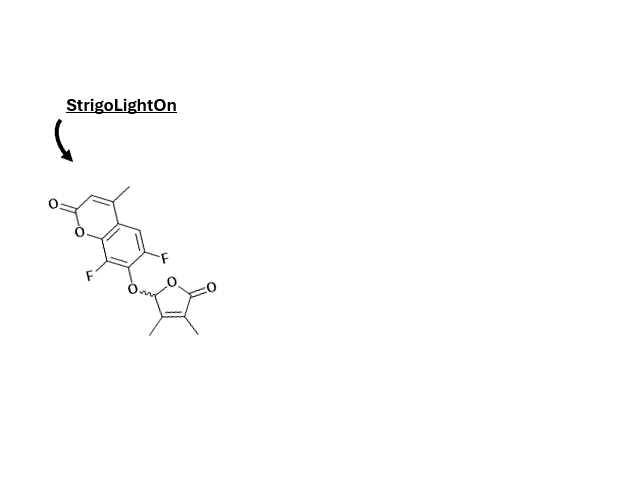 StrigoLightOn - Pro-fluorescent analogs of strigolactones
