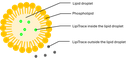 Lipid droplet labeling