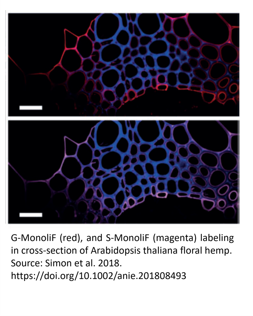 MonoliF - Monolignol Fluorescent kit 