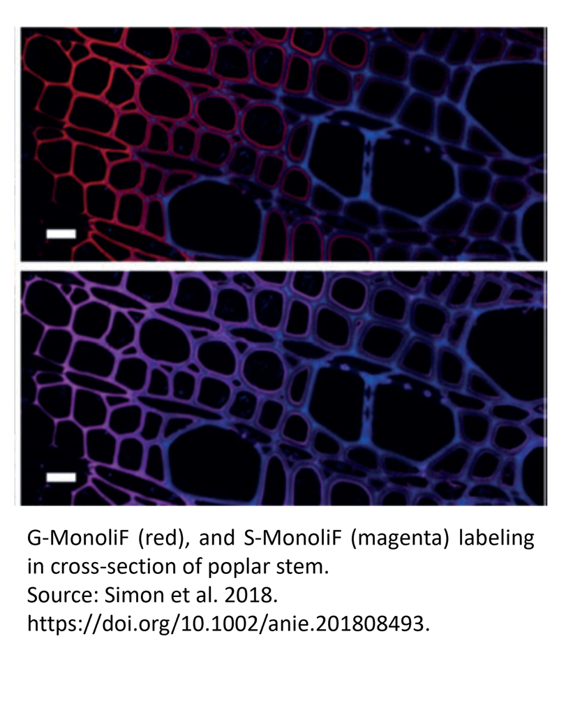 MonoliF - Monolignol Fluorescent kit 