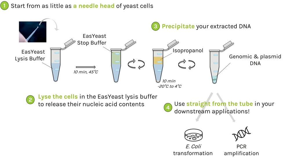 EasYeast - Fast yeast DNA extraction