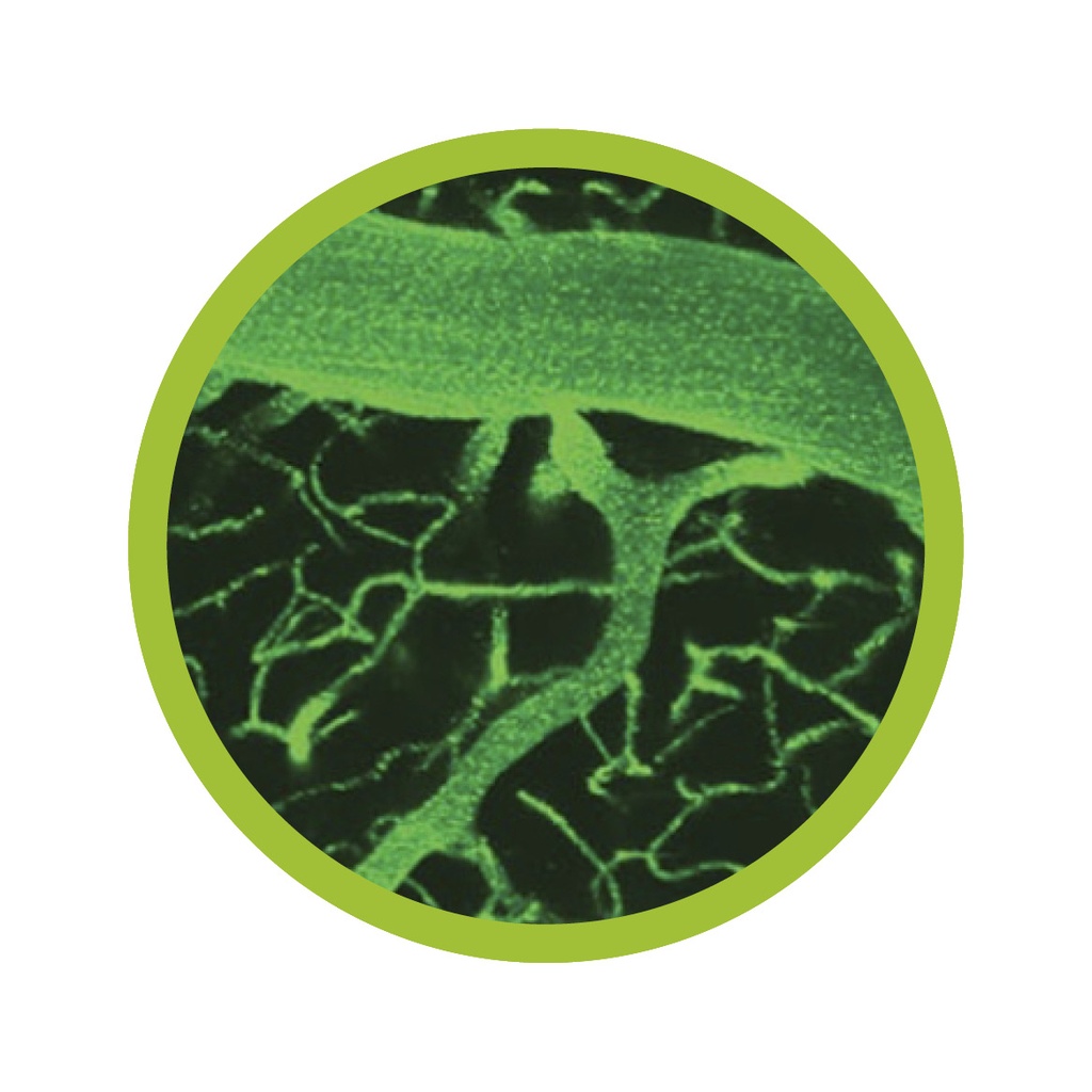 Luminicell Tracker™ - Vascular Labelling Kit