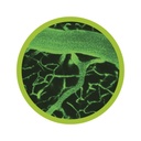 Luminicell Tracker™ - Vascular Labelling Kit