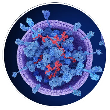 Small Extracellular Vesicles EVs
