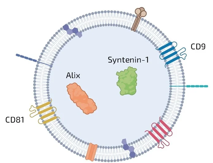 EV-Loc - Extracellular vesicles proteins-localisation kit