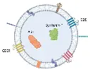 EV-Loc - Extracellular vesicles proteins-localisation kit