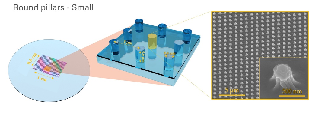 FakirSlide - Nanostructured glass coverslips for cell culture & isolated membranes