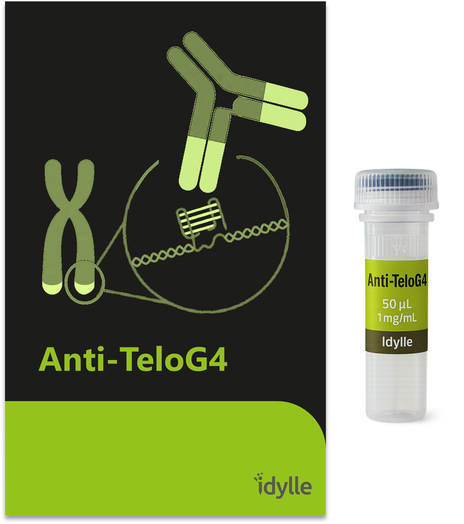 Anti-TeloG4 - Antibody against the telomeric G-quadruplex