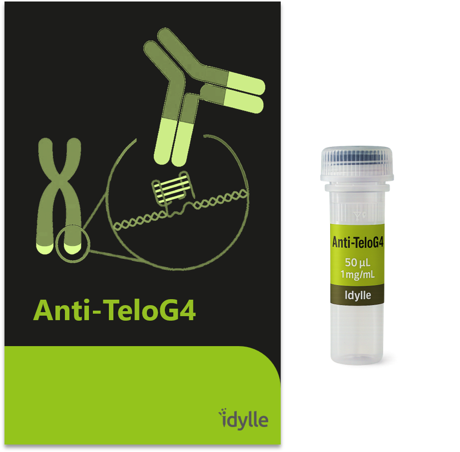 Anti-TeloG4 - Antibody against the telomeric G-quadruplex