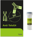 Anti-TeloG4 - Antibody against the telomeric G-quadruplex