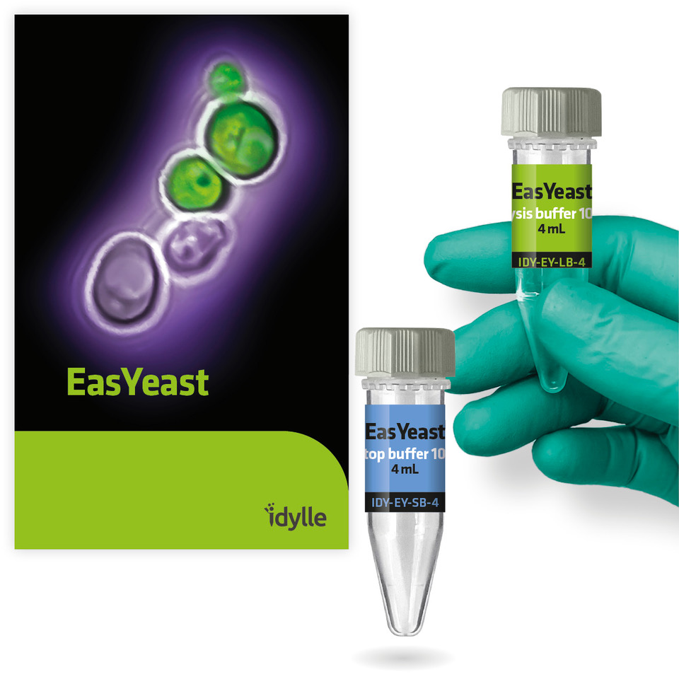 EasYeast - Yeast DNA extraction