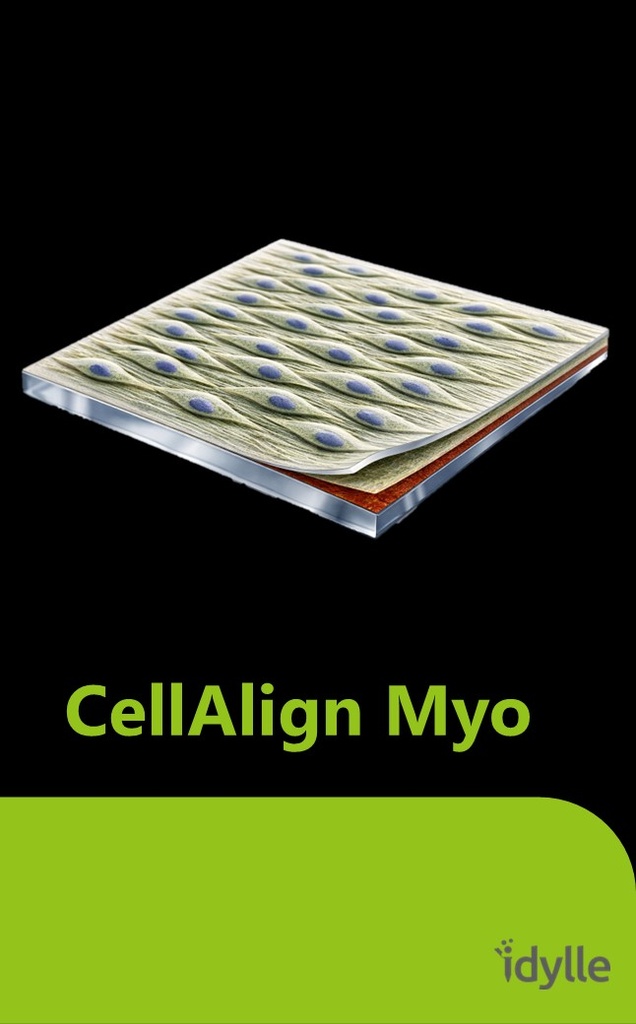 CellAlign Myo - Myoblast alignement and differentiation