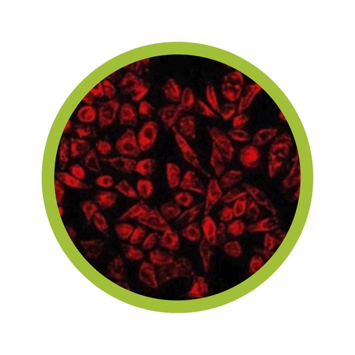 Luminicell Tracker™ - Cell Labelling Kit
