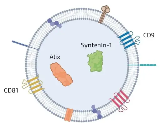 EV-Loc - Extracellular vesicles proteins-localisation kit