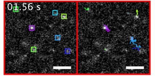 NanoTracers - nanoparticles for SPT